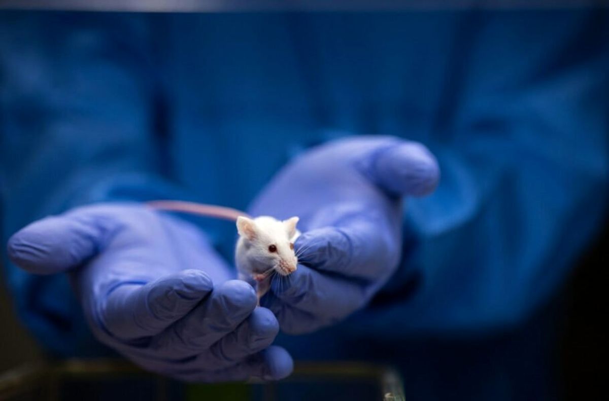 امیدی تازه برای مقابله با پیری؛ محققان با یک دارو عمر موش‌ها را تا ٢5 درصد افزایش دادند