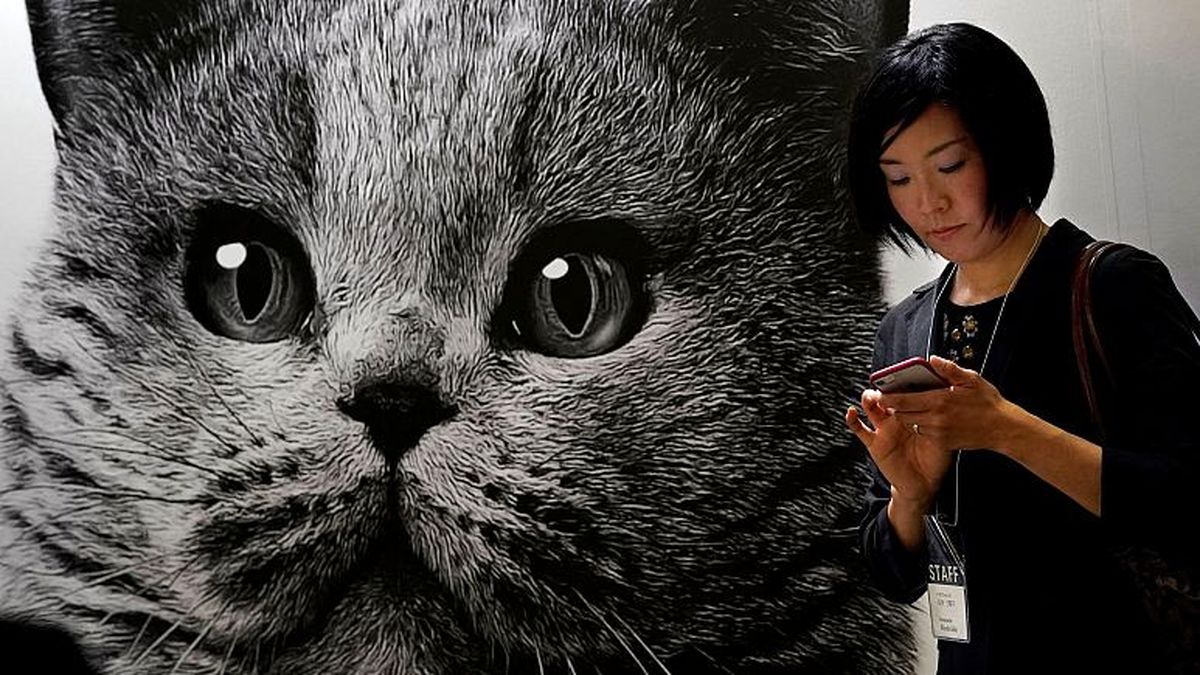 طراحی اپلیکیشنی که به کمک هوش مصنوعی درد گربه‌های خانگی را تشخیص می‌دهد