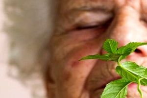 بوی نعنا می تواند به درمان آلزایمر کمک کند