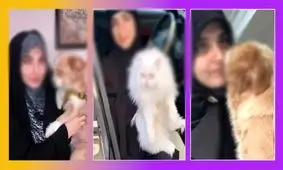 انتقاد استاد حوزه علمیه از افزایش زنان باحجابی که از سگ نگهداری می کنند