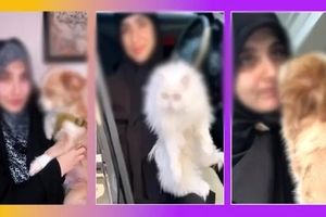 انتقاد استاد حوزه علمیه از افزایش زنان باحجابی که از سگ نگهداری می کنند