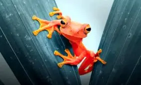 کشف رنگدانه در فسیل ۱۰ میلیون ساله یک قورباغه سر سرخ

