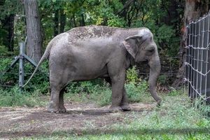 درخواست حق آزادی برای فیل یک باغ وحش/ ویدئو