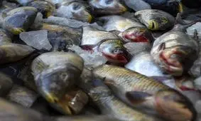 نرخ هر کیلو قزل آلا به ۶۷ هزار تومان رسید
