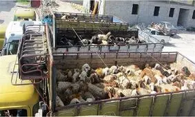 مهار ۲۳۳ راس دام قاچاق در مرز بانه