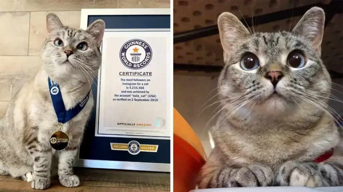 مشهورترین گربه‌های تاریخ 