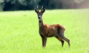 شوکای رامسر تلف شد/ تکرار سرنوشت پلنگ