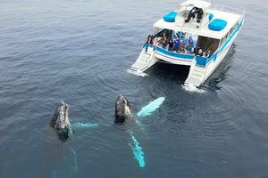 این دو نهنگ یک قایق گردشگری را دزدیدند