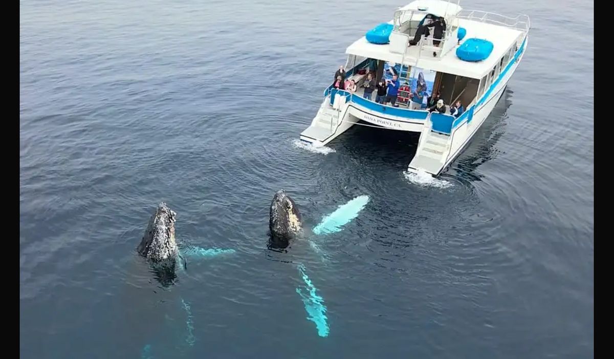 این دو نهنگ یک قایق گردشگری را دزدیدند