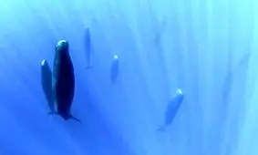 چرت زدن زیر آب چطور امکان‌پذیر است؟