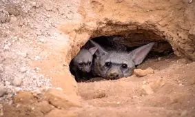 «گرگ خاکی»؛ جانور مرموزی که هر شب ۳۰۰ هزار موریانه می‌خورد