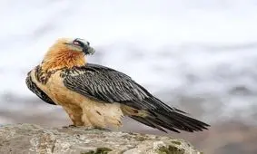 همای سعادت در آسمان الموت قزوین