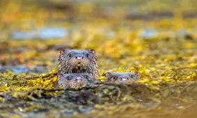 خنده‌دارترین عکس‌هایی که از حیوانات گرفته شده