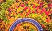 جاده چالوس غرق در مه / این تصاویر رویایی را ببینید