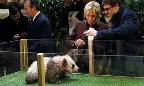 چگونه پانداها نقش سلاح مخفی قدرت نرم چین را در میان تنش‌ها با غرب بازی می‌کنند؟

