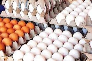 قیمت تخم مرغ اصلاح شد/ قیمت هر کیلو برای مصرف کننده؛ ۵۶ هزار تومان