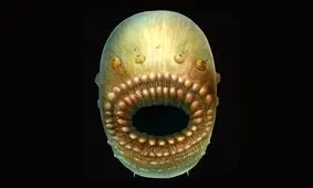 کشف معما درباره موجودی دارای دهان و فاقد مقعد/ عکس
