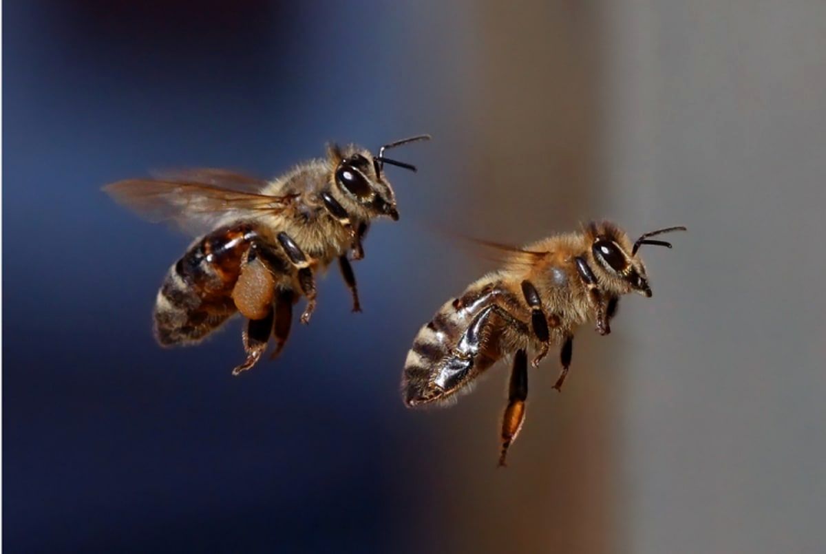 اختلال دید انسان گونه زنبور عسل هنگام پرواز!
