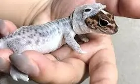 ویدئویی جالب از مارمولک در حال پوست‌اندازی با کمک انسان