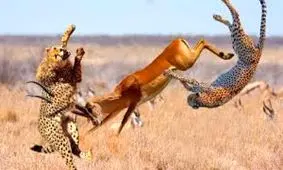 جهش در تعداد جمیعت آهو، شرایط زیست یوزپلنگ در میاندشت را مهیاتر کرد