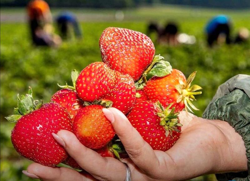 برای سلامت کلیهها چه بخوریم؟
