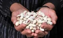 کانادا برای پسته ایران حرف و حدیث ساخت!