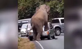 مرسدس بنز W124: خودرویی که زیر فیل دوام آورد/ ویدئو