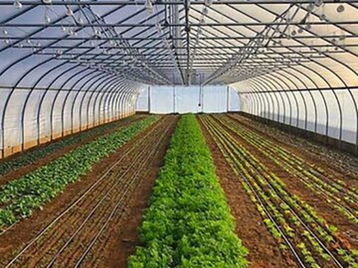 خارجیها کدام خوراکیهای ایران را میخرند؟