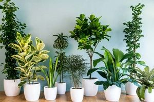 بهترین گیاه برای تصفیه هوای خانه و محل کار