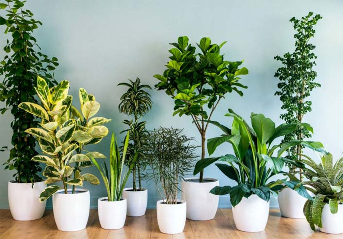 بهترین گیاه برای تصفیه هوای خانه و محل کار