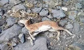 خشکسالی، تغییر اقلیم و تخریب زیستگاه بلای جان حیات وحش