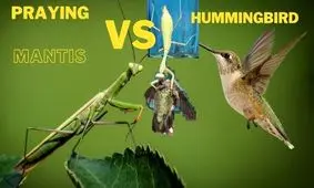 مرغ مگس خوار در برابر مانتیس ؛ آیا قاتل خون سرد پیروز می شود؟ /ویدئو