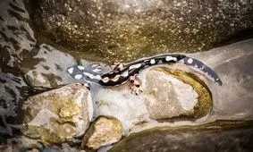 خطر انقراض برخی خزندگان و دوزیستان در پی تنش آبی کشور