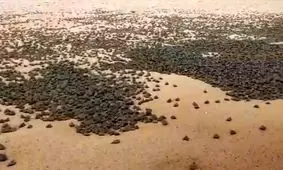  بزرگترین تجمع لاک‌پشت‌ها در جهان/ ویدئو
