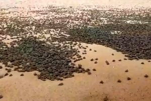  بزرگترین تجمع لاک‌پشت‌ها در جهان/ ویدئو
