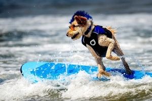  مسابقات جهانی موج سواری سگ‌ها/ ویدئو