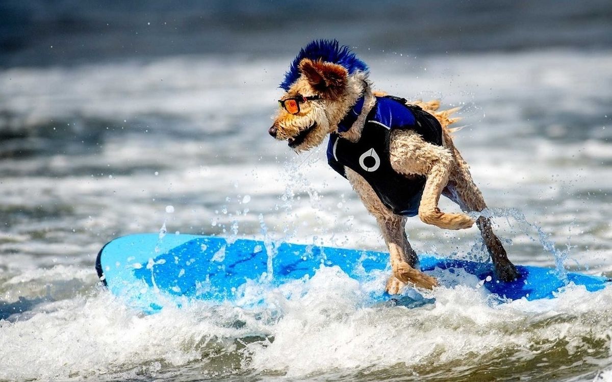  مسابقات جهانی موج سواری سگ‌ها/ ویدئو