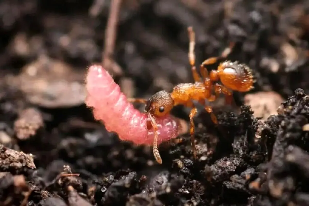 کرم‌های مکار روی تخت سلطنت ملکه مورچه‌ها