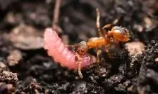 کرم‌های مکار روی تخت سلطنت ملکه مورچه‌ها