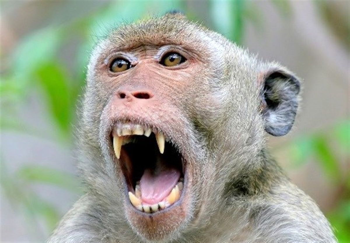 10 نکته مهم درباره بیماری که کرونا را به حاشیه برده است/ آبله میمون چه گروه هایی را به کام مرگ می کشد؟