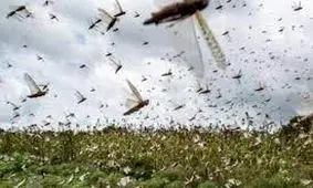 احتمال حمله ملخ ها به ایران قوت گرفت