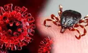 چگونه از تب کریمه کنگو پیشگیری کنیم؟