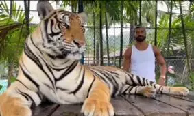 حضور عجیب رامین رضاییان در قفس ببر!