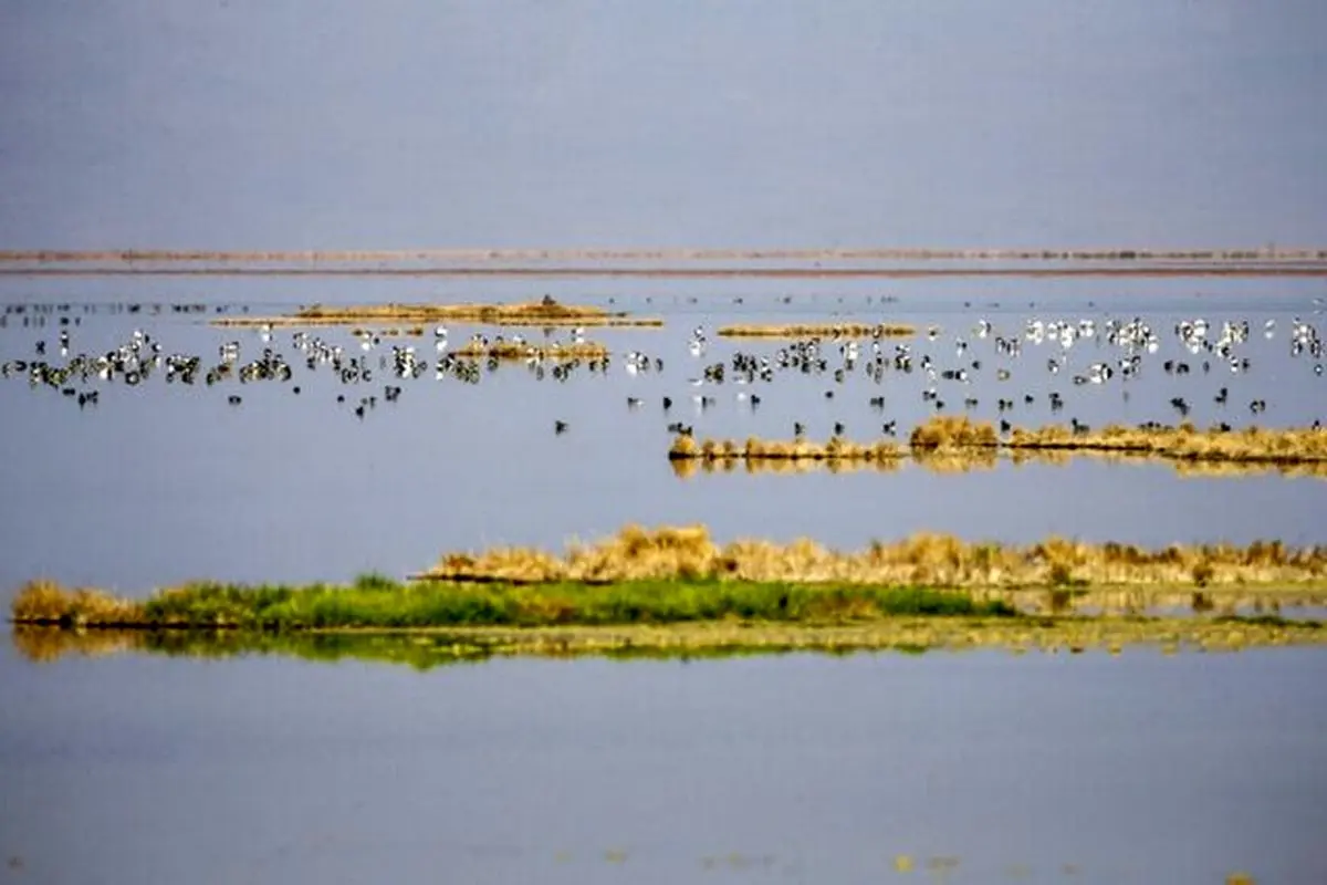 تبدیل تالاب آق قشلاق به قطب پرنده نگری با پرداخت حقآبه