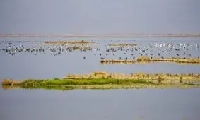 تبدیل تالاب آق قشلاق به قطب پرنده نگری با پرداخت حقآبه