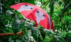 اگر این معما را در 8 ثانیه حل کنید، قدرت دید فوق العاده ای دارید!