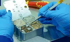 چین با بذرهای فضایی کشاورزی می‌کند!

