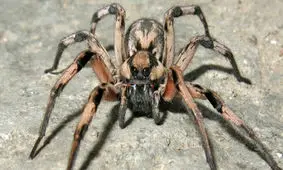 صدای جیغ زدن عنکبوت را شنیده اید؟/ ویدیو