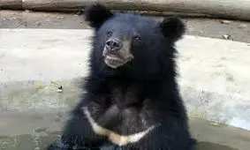 رفاقت عجیب کودک اهل زاهدان با خرس سیاه بلوچی/ ویدئو