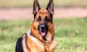  حمله سگ‌ های ولگرد به مرد اصفهانی/ ویدئو